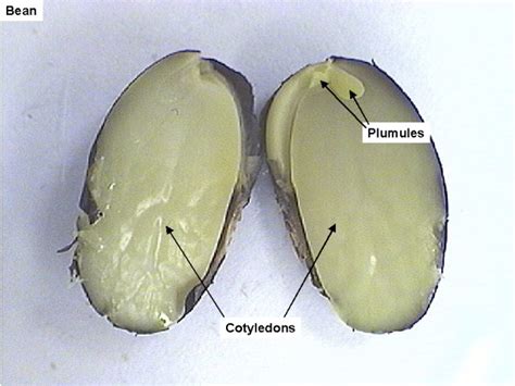 Reading Seed Plants Biology Libretexts