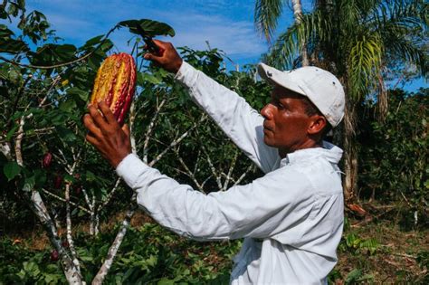 Productores De Cacao En Riesgo Por La Crisis Climática Futuro Verde