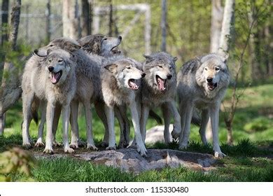 Howling Wolves Stock Photo 115330480 | Shutterstock