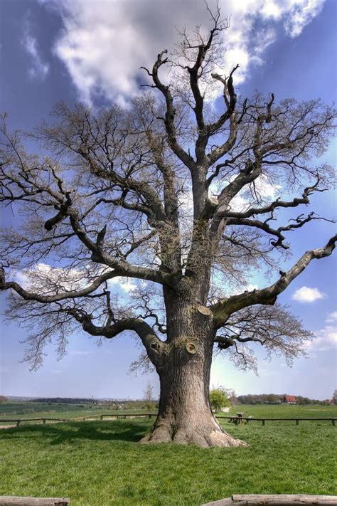 Old Oak Tree Stock Photo Image Of Landscape Nature Lonely 5030638