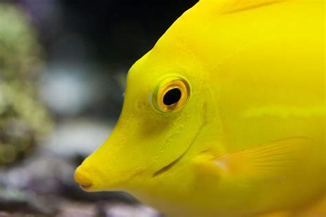 Yellow Tang Closeup Nathan Rupert Flickr