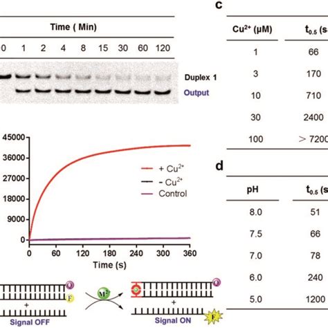 Dna Strand Displacement Mediated By The Conventional Toehold A And Download Scientific