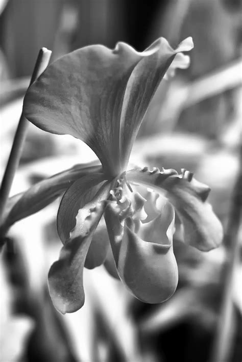 IMG 7405 IR B W Orchids New Hampshire Orchid Society Flickr