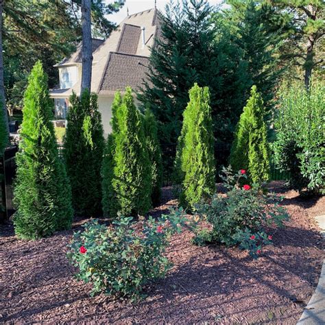 Emerald Green Arborvitae A Narrow Privacy Tree Plantingtree