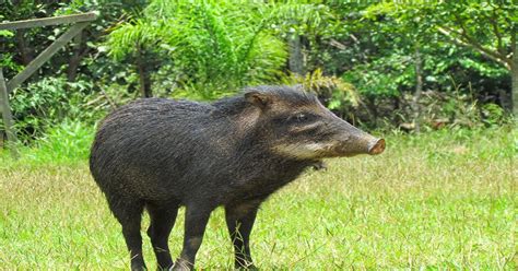 Empresária é Atacada Por Porco Do Mato Durante Caminhada Em área Rural