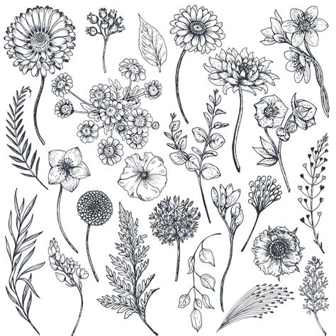 Desenho De Plantas E Flores - Coleção de flores e plantas desenhadas à mão. ilustração monocromática ...