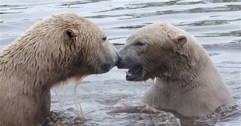 Zoo News Digest: Polar Bear Cam Launches at Highland Wildlife Park