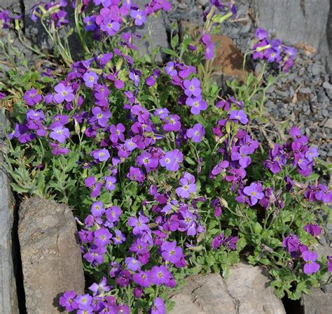 Aubrieta Seeds Rock Cress Whitewell Gem Ground Cover Seed Ground