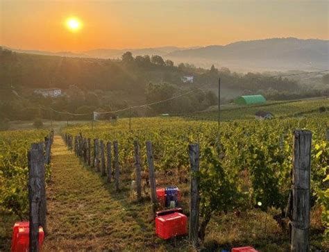 Cantina Riboli Vendemmia La Sfida Della Qualit In Unannata