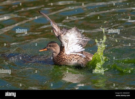 Battements d'ailes de cane colvert sur l'étang Stock Photo - Alamy 