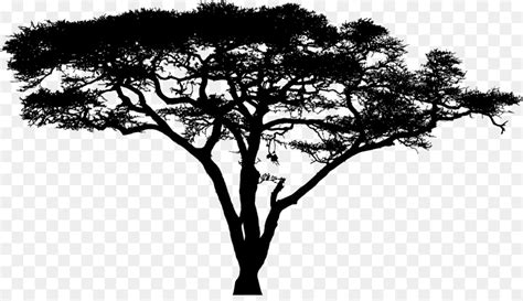 Acacia Tree Vector At Collection Of Acacia Tree