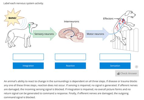 The Lt Veterinary Physiology Collection: Access 60 online lessons ...