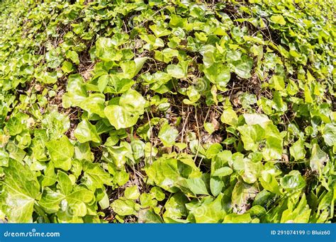 Thick Kudzu Covers A Hilly Yard In Atlanta Stock Image Image Of