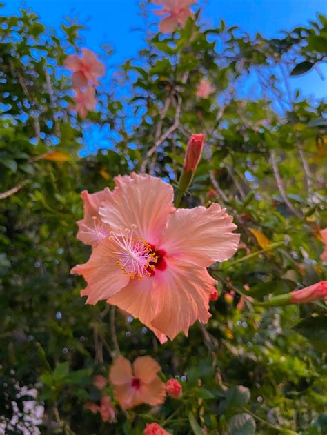 Gumamela Hibiscus Gumamela Hibiscus Flowers