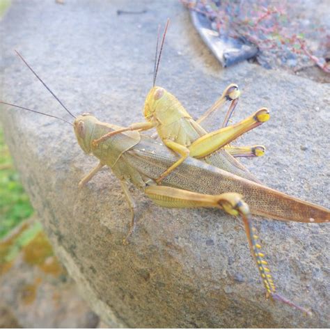 Combat Grasshoppers In Your Garden Effective Strategies