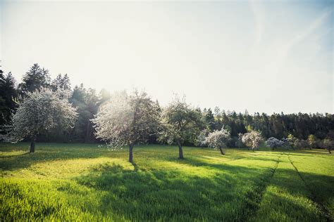 Naturhighlight Streuobstwiesen Streuobstwiese Natur Schwarzwald