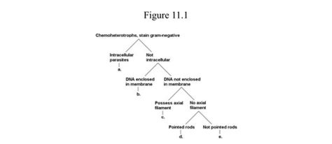 Microbiology Chapter 12 Flashcards Quizlet