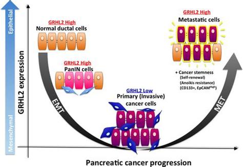 Grhl Cancer Medicine X Mol