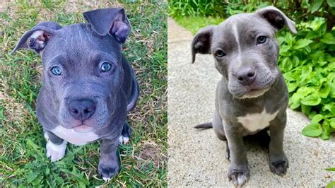 Blue Nose Pitbull Dog | 12 Amazing Things You Should Know