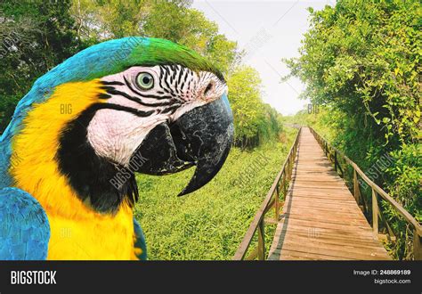 Bird Arara Caninde Image & Photo (Free Trial) | Bigstock