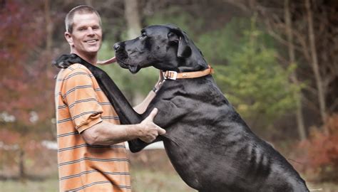 Meet Zeus The Tallest Dog In The World Rocky Kanaka