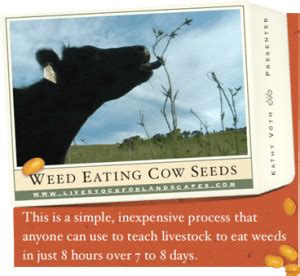 How to Teach Cows to Eat Weeds in Just 8 Hours Over 7 Days – On Pasture