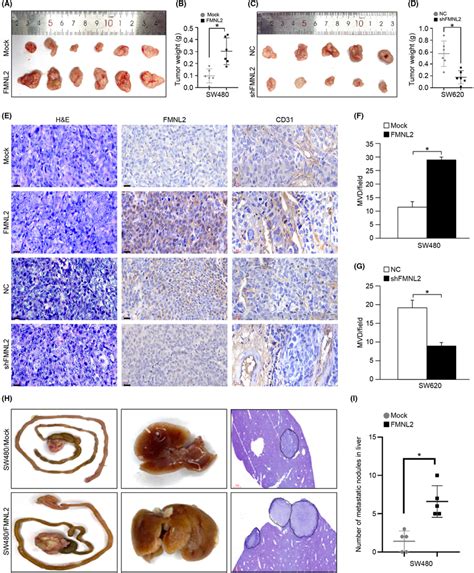 Forminlike 2 FMNL2 Promotes Angiogenesis And Metastasis Of