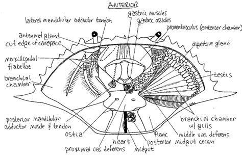 Blue Crab Internal Anatomy