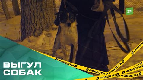 Выгуливать запрещено? Территория школы №51 стала площадкой для выгула ...