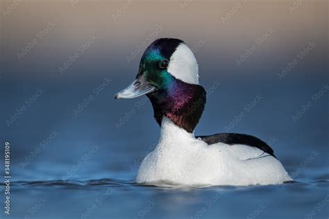 Water Level Portrait Of Bufflehead Drake With Stretched Neck Displaying