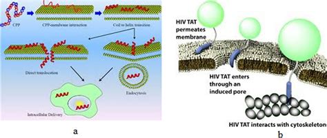 Cell Penetrating Peptides A Cell Penetrating Peptides Enter The Cell