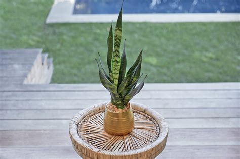 Snake Plant Care Guide Water Light And More Bouqs Blog