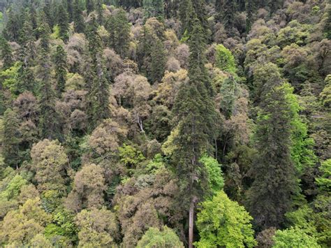 China S Tallest Tree Discovered In Tibet