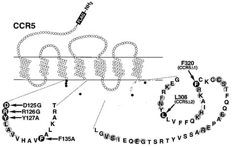 Ccr5 Truncations And Mutations Wild Type Ccr5 Was Truncated By