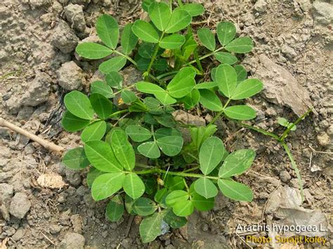 Medicinal Plants Arachis Hypogaea Groundnut Peanut