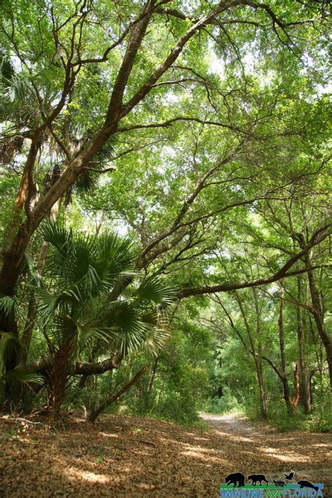 Hidden Waters Preserve | Imagine Our Florida, Inc