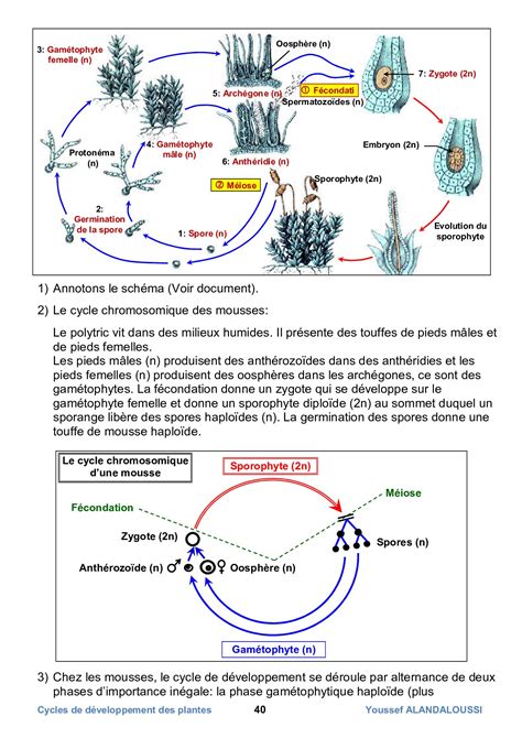 Les Cycles De D Veloppement Des Plantes Cours Alloschool