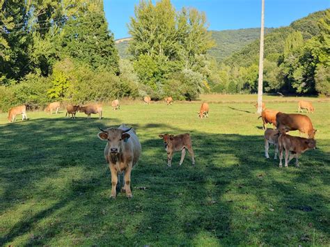 Castilla Y Le N Abona Un Nuevo Anticipo De La Pac Con Ayudas A La