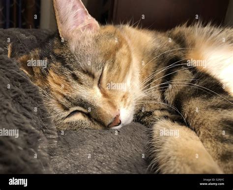 Cute calico cat sleeping Stock Photo - Alamy