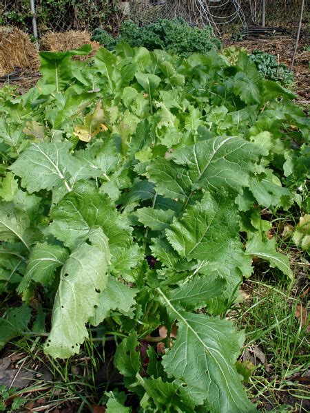 Turnip Green Plants