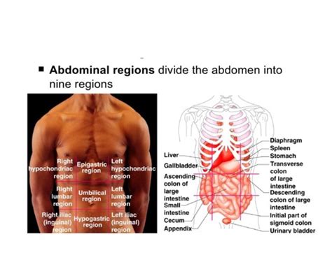 Cross Sectional Anatomy Flashcards Quizlet