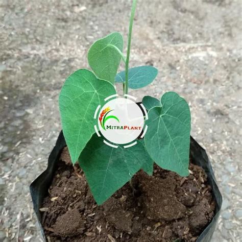 Jual Len Bibit Tanaman Cincau Bulu Hijau Pohon Daun Cincau Bulu