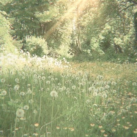 Cottagecore Dandelions Place On Canvas Fairy Aesthetic Cottage Core Aesthetic Nature