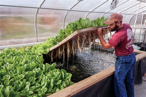 Synergetic Farming Fish And Plants Puts Fresh Food On Table All Winter