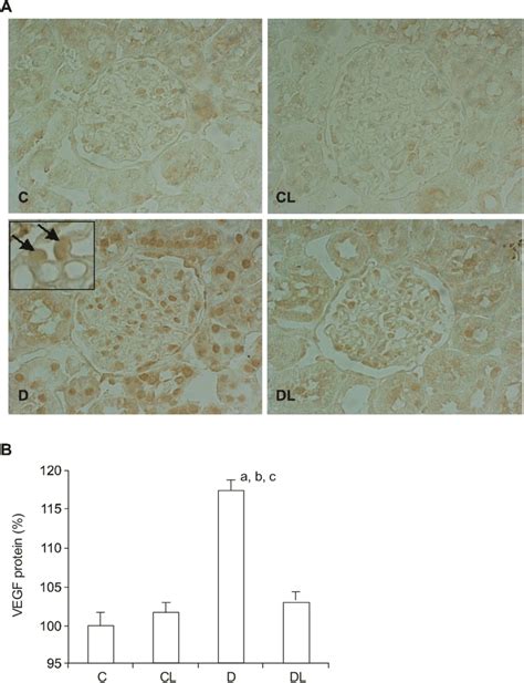 Immunohistochemical Staining For Vegf In Kidney From Control Rats C