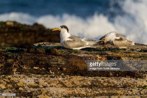 Crested Terns Photos And Premium High Res Pictures Getty Images