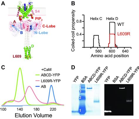 The L R Mutation Disrupts Coiled Coil Formation A Structural Model