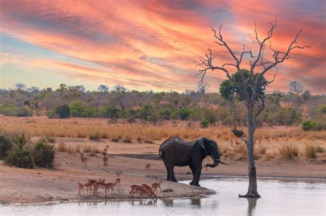 19 Savanna Facts Exploring The Unique Ecosystem And Wildlife Of The