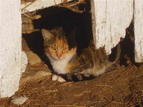 J Beachy Photography: Barn Cat