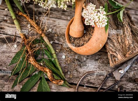 Anciano Herbáceo Una Planta Medicinal Utilizada Para Tratar El